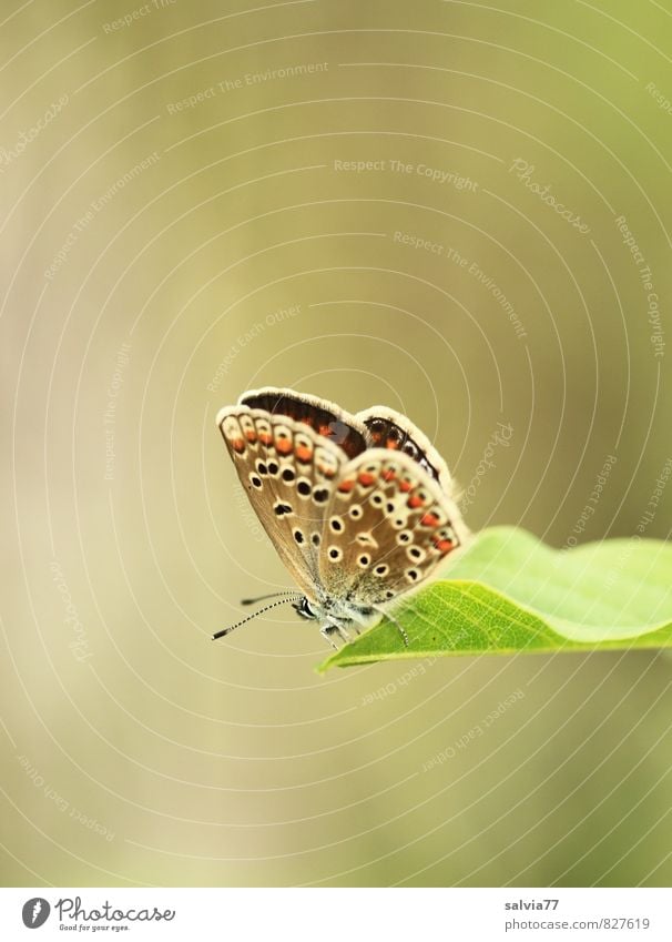 Sonnenbad ruhig Umwelt Natur Pflanze Tier Frühling Sommer Schönes Wetter Blatt Wiese Wildtier Schmetterling Flügel Schuppen 1 ästhetisch klein niedlich oben