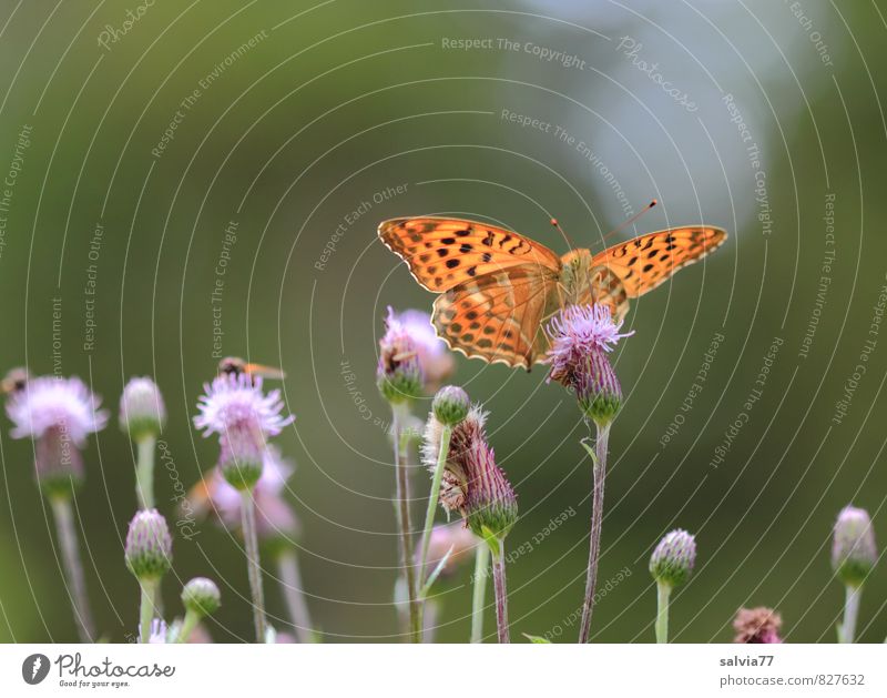 Mittagsmahl Sonne Umwelt Natur Pflanze Tier Sonnenlicht Sommer Blüte Wildpflanze Wildtier Fliege Schmetterling 3 Blühend Duft lecker schön süß ruhig Erholung