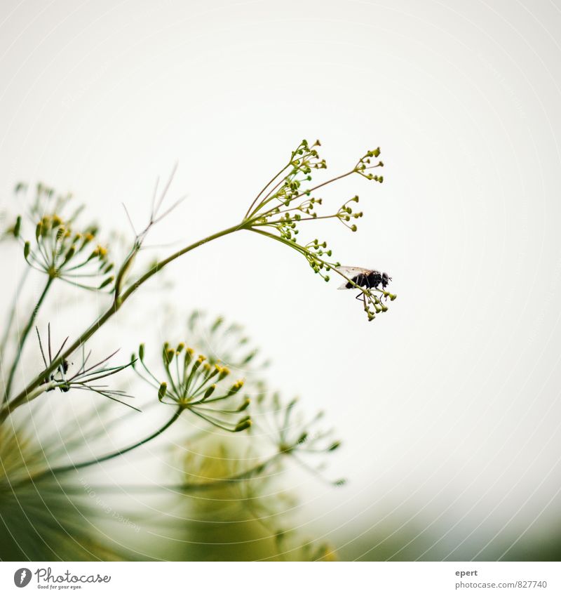 Leichtsinn Natur Pflanze Sträucher Blüte Dill Dillblüten Tier Fliege 1 warten ästhetisch frei Unendlichkeit klein natürlich Gelassenheit geduldig ruhig Ausdauer