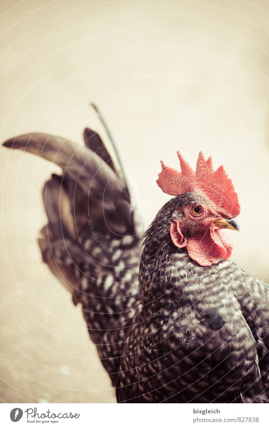 Hahn Lebensmittel Geflügel Ernährung Tier Nutztier Tiergesicht Vogel Haushuhn 1 Blick braun rot achtsam Wachsamkeit Morgen Farbfoto Außenaufnahme