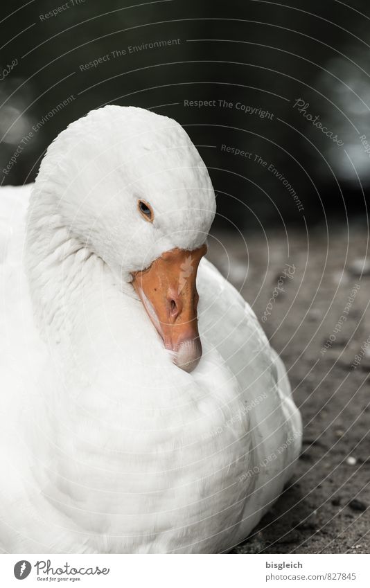 Gans Lebensmittel Geflügel Ernährung Tier Vogel Tiergesicht 1 Blick sitzen orange weiß achtsam Wachsamkeit Müdigkeit Schnabel Farbfoto Außenaufnahme