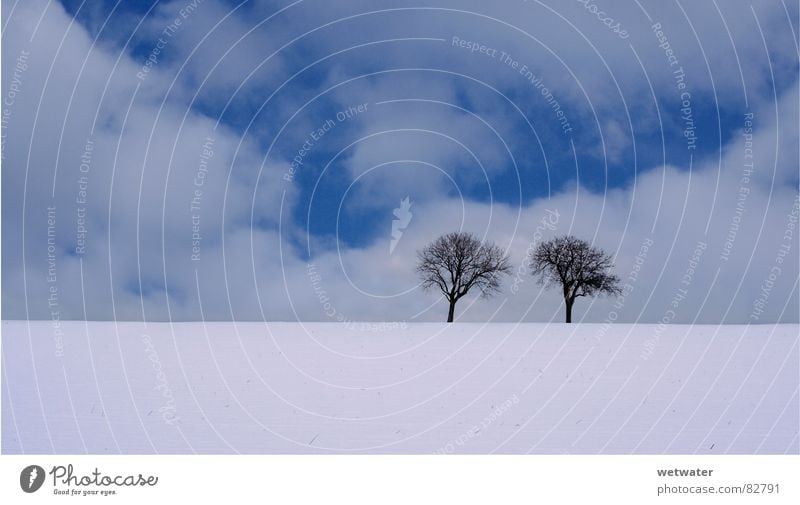 two trees (cold) kalt Baum Himmel Wolken Einsamkeit Deutschland Winter frisch Eis sky clouds blau blue white snow Schnee landscape Landschaft lonely