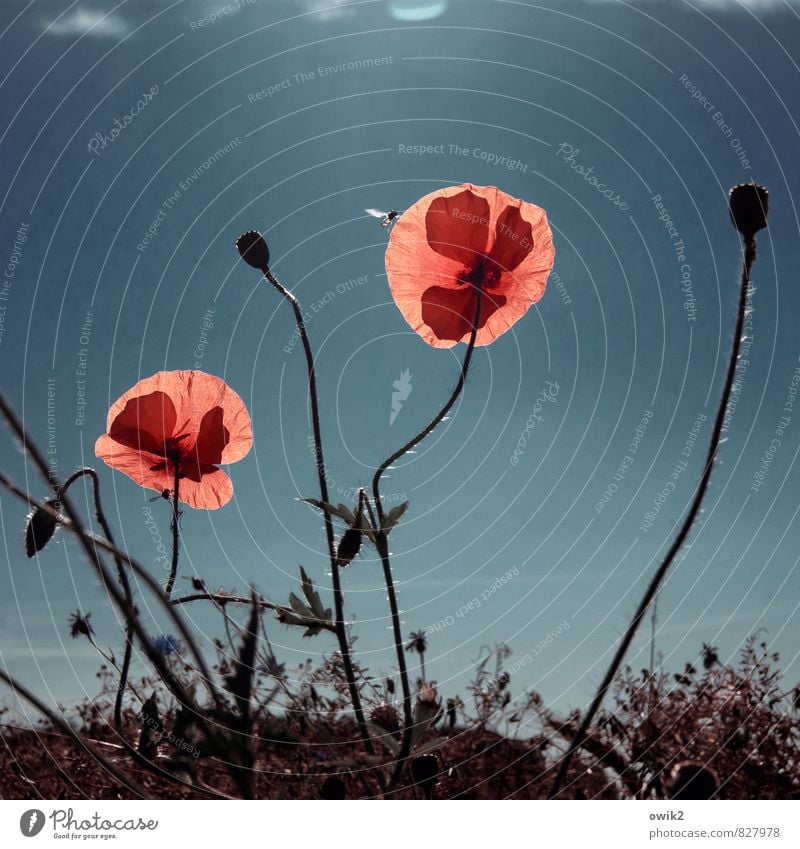 Wilde Blumen Umwelt Natur Pflanze Tier Luft Wolkenloser Himmel Klima Wetter Schönes Wetter Blüte Wildpflanze Mohnblüte Wespen 1 Bewegung leuchten Wachstum Duft