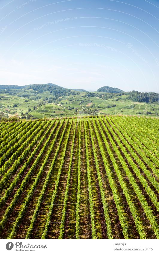 Weinbau Ausflug Landschaft Wolkenloser Himmel Horizont Sommer Herbst Schönes Wetter Pflanze Nutzpflanze Hügel Weinberg Erholung hell natürlich Natur Perspektive