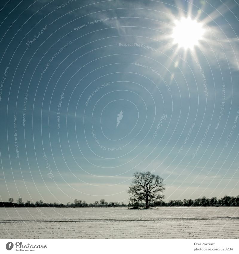 es wird Umwelt Natur Landschaft Himmel Wolken Sonne Sonnenlicht Winter Klima Klimawandel Wetter Schönes Wetter Eis Frost Schnee Pflanze Baum Feld leuchten