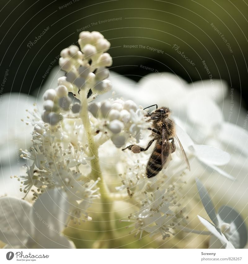 Maloche Natur Pflanze Tier Frühling Sommer Blatt Blüte Biene 1 Blühend fliegen krabbeln Wachstum Duft klein braun grün weiß Frühlingsgefühle Tatkraft