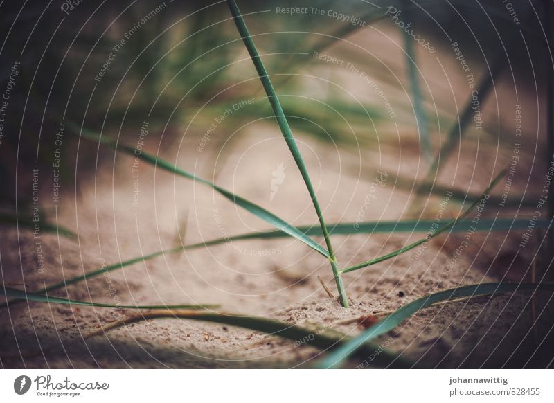 düne Umwelt Natur Landschaft Pflanze Urelemente Erde Sand Frühling Sommer Küste Strand frisch Gras Rasen Düne ruhig Wellness Pause Halm Nahaufnahme Wachstum neu