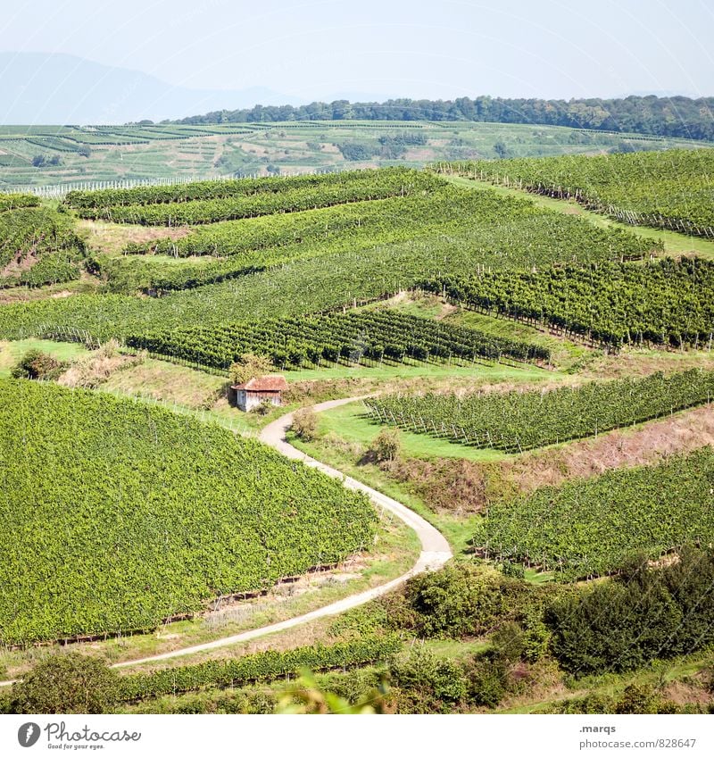 Hauswein Ausflug wandern Natur Landschaft Wolkenloser Himmel Horizont Herbst Schönes Wetter Pflanze Weinbau Weinberg Weingut Hügel Hütte Wege & Pfade Erholung