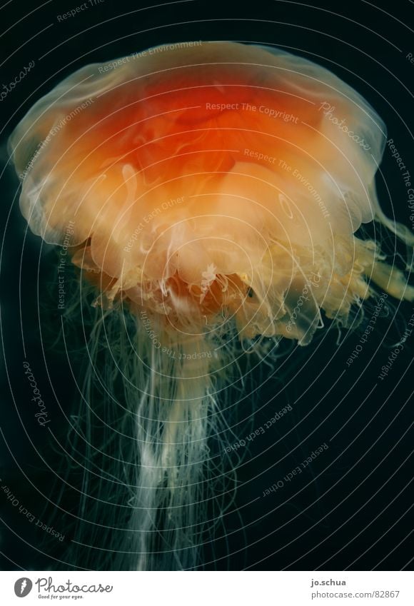 Feuerqualle Norweger Qualle rot Gift Ekel Tentakel Norwegen gefährlich Tier Meer Meerwasser brennen Unterwasseraufnahme hässlich Zoologie Warnsignal unbequem