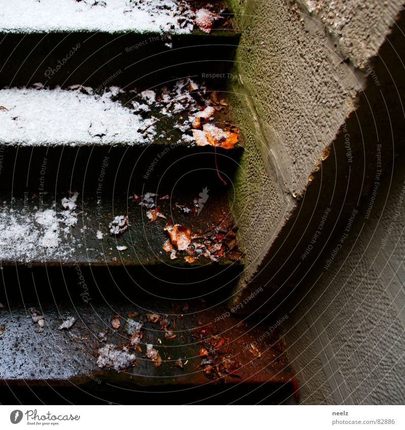 winterzart nass Blatt Wand Jahreszeiten kalt feucht feuchtkalt Mauer frisch Winter Schneeschmelze aufsteigen Eis Treppe kühl und feucht Leiter Bach