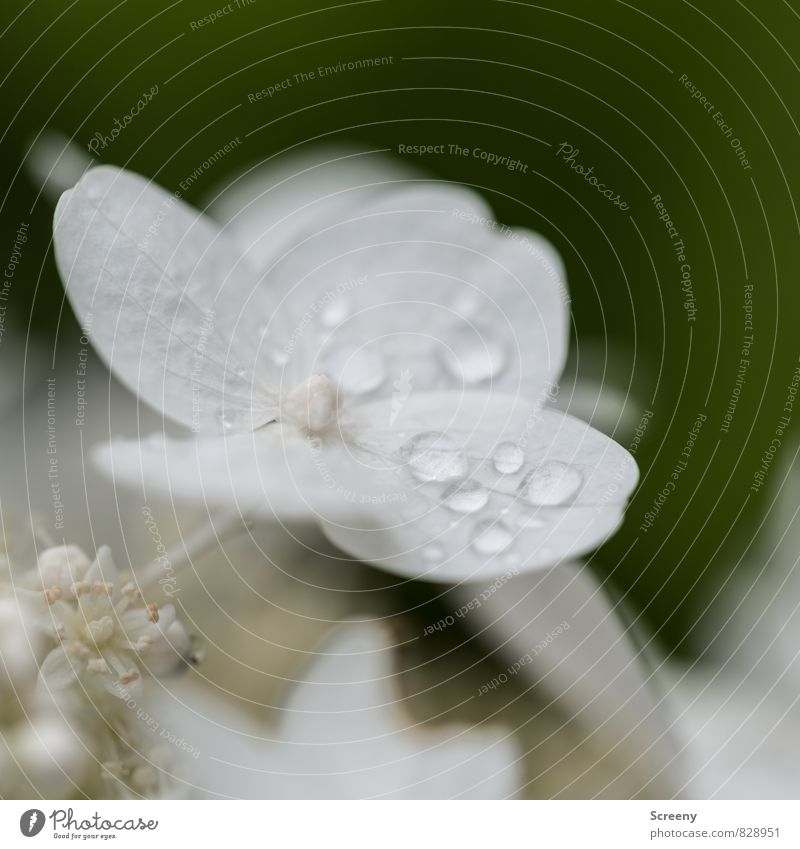 Nach dem Regen... Natur Pflanze Frühling Sommer Blume Sträucher Blüte Blühend Wachstum frisch nass grün weiß rein zart Farbfoto Außenaufnahme Makroaufnahme