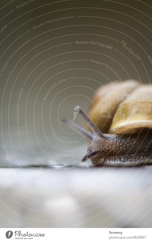 Gefühlte Ewigkeit Natur Tier Frühling Sommer Schnecke 1 krabbeln klein schleimig braun gelb Gelassenheit geduldig ruhig Trägheit Bewegung Geschwindigkeit