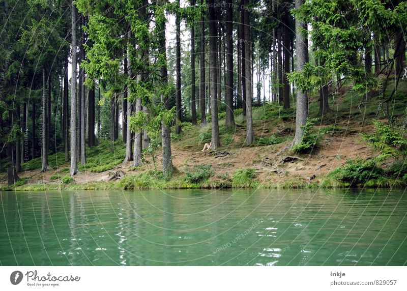 Suchbild Freizeit & Hobby Ferien & Urlaub & Reisen Ausflug Sommer wandern Mensch Frau Erwachsene Mann Leben Beine 1 Umwelt Natur Landschaft Nadelbaum Mischwald