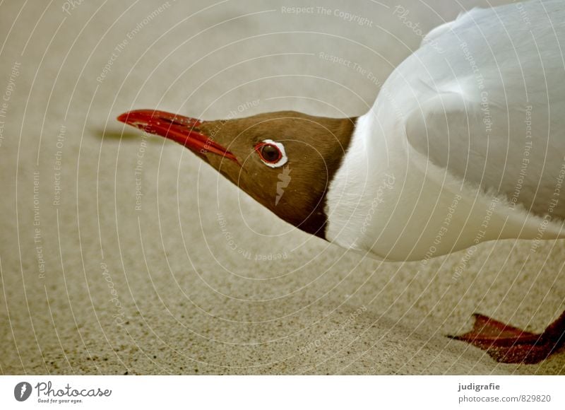 Lach, Möwe! Umwelt Natur Tier Sand Strand Vogel 1 Aggression außergewöhnlich bedrohlich natürlich verrückt Ärger gereizt Lachmöwe Farbfoto Außenaufnahme Porträt