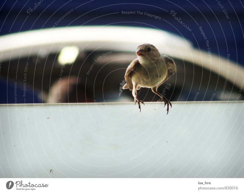 Spatz Tier Vogel 1 blau braun Farbfoto Außenaufnahme Tag Blick nach vorn