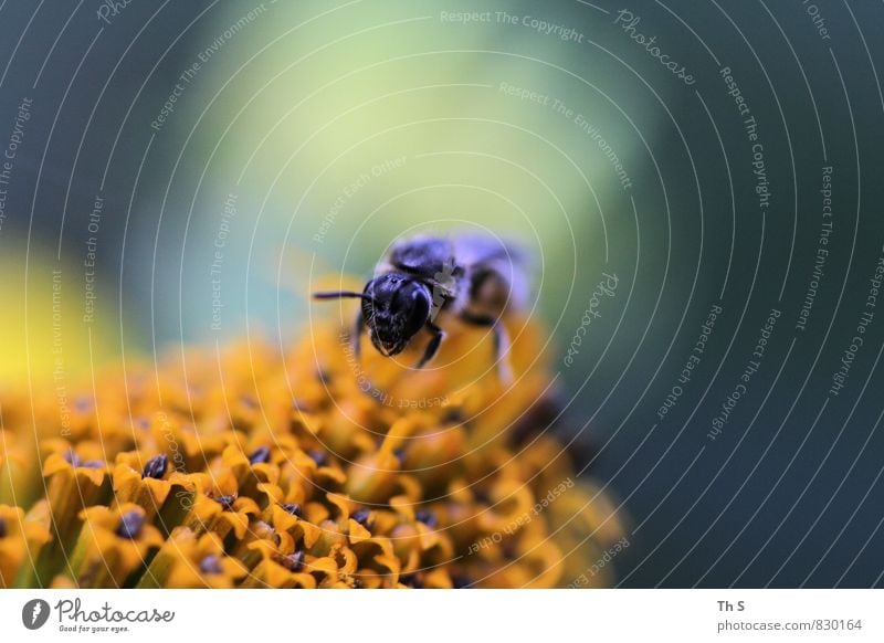 Biene Natur Pflanze Frühling Sommer Blüte 1 Tier Blühend Duft entdecken ästhetisch authentisch einfach elegant natürlich Frühlingsgefühle fleißig schön Farbfoto