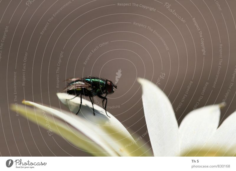 Fliege Natur Pflanze Frühling Sommer Blüte 1 Tier Blühend Duft ästhetisch authentisch elegant natürlich Frühlingsgefühle Gelassenheit einzigartig harmonisch