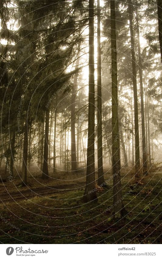 Düsterwald Wald dunkel Stimmung Waldlichtung Baum Nebel Herbst Baumstamm Blatt Außenaufnahme Morgen Sonnenuntergang Herbstbeginn ruhig Nebelschleier Wäldchen