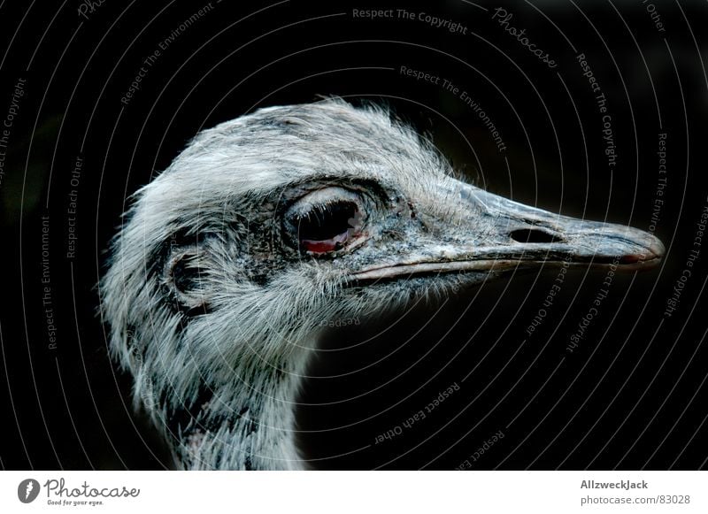 häßliches Entlein Vor dunklem Hintergrund Nandu Laufvogel Vogel Silhouette Profil Schnabel schwarz Ornithologie kopf in den sand stecken Blumenstrauß Feder