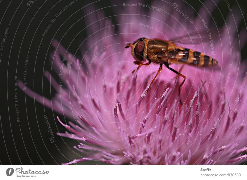 Verlockung | mit Duft und Farbe Distel Distelblüte Sommerblumen Schwebfliege Wildblume Fliege rosa Blume rosa Blüte Sommerfarben blühende Sommerblume verlockend