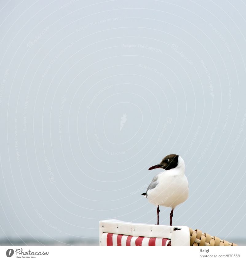 Strandwächter... Umwelt Natur Landschaft Tier Himmel Sommer Schönes Wetter Küste Nordsee Insel Langeoog Wildtier Vogel Möwe Lachmöwe 1 Strandkorb Blick stehen