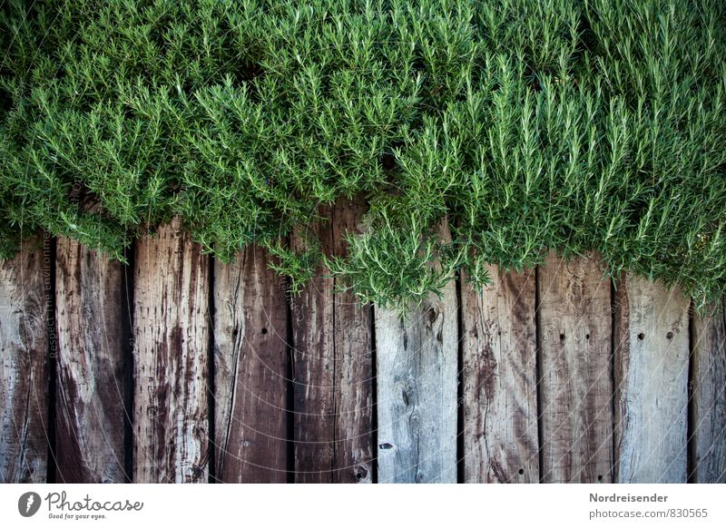 Rosmarin Kräuter & Gewürze Bioprodukte Garten Pflanze Sommer Nutzpflanze Mauer Wand Holz Wachstum grau grün Heilpflanzen Kräuterbeet Hochbeet Kräutergarten