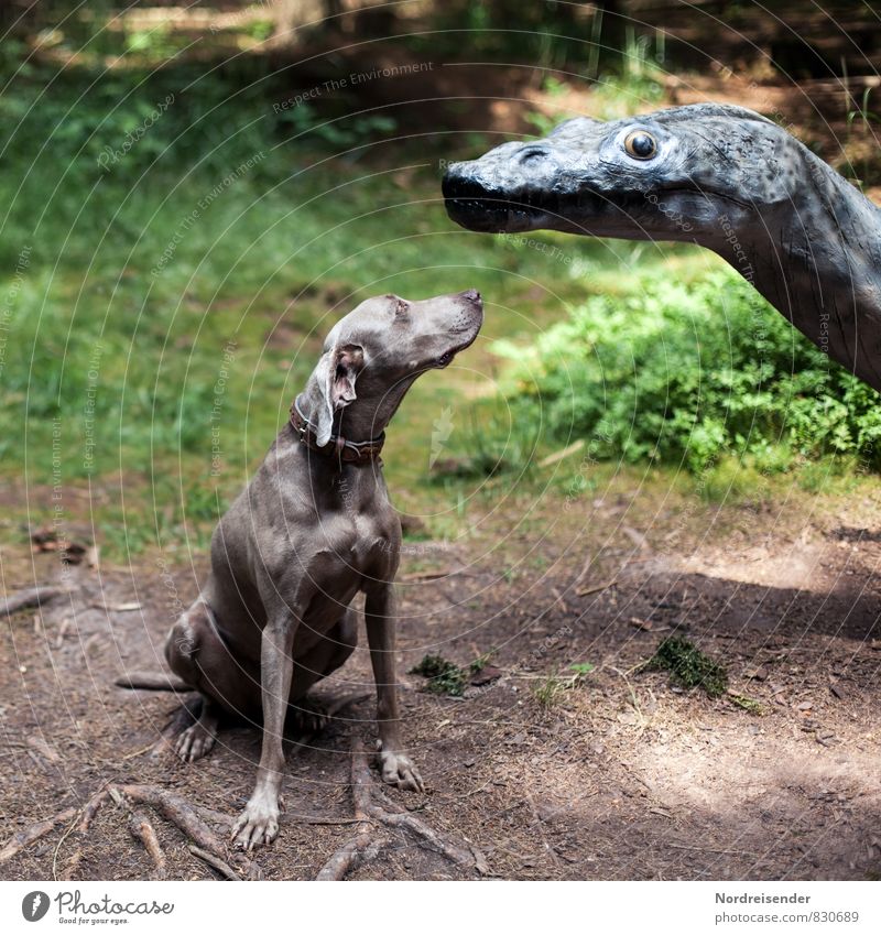 Du riechst komisch.... Leben Ausflug Natur Wald Tier Haustier Hund beobachten Kommunizieren elegant Freundlichkeit Fröhlichkeit Freude Optimismus friedlich