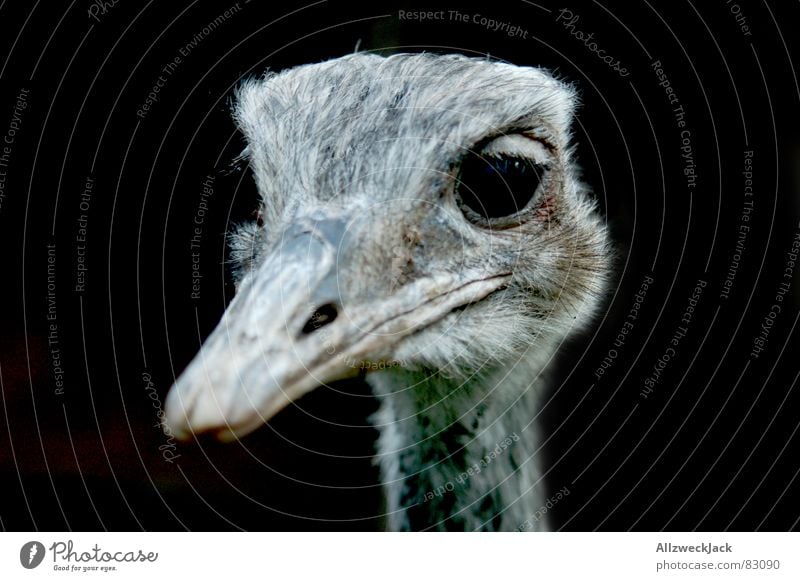 häßliches Entlein Nummer 2 Vor dunklem Hintergrund Nandu Laufvogel Vogel Silhouette Profil Schnabel schwarz Ornithologie kopf in den sand stecken Blumenstrauß