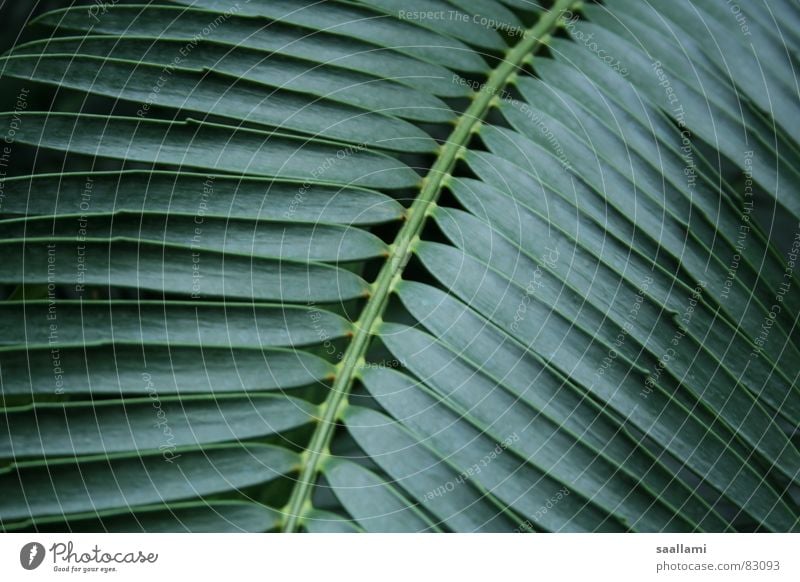 Palmenwedel Stechpalme grün Pflanze Botanik Garten Park Makroaufnahme Nahaufnahme Palmenzweig exotisch Detailaufnahme Natur Linie