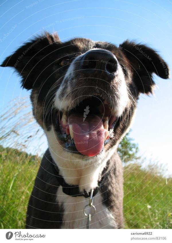 hier war doch... Löwenzahn Sommer Wiese Schönes Wetter Hund Grünfläche Gras Hirtenhund grün Spaziergang Säugetier Freude Sabber Border Collie Zunge Freiheit