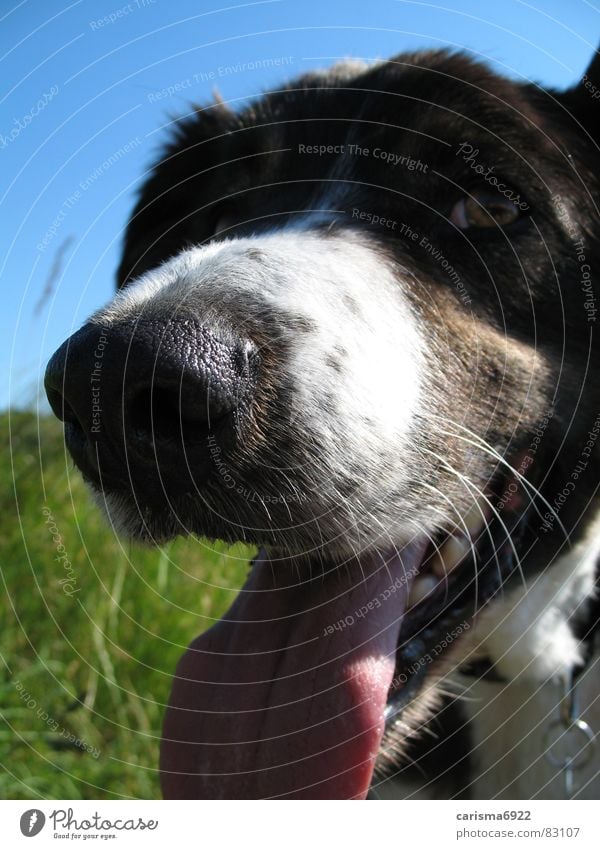 oder hier...? Löwenzahn Sommer Wiese Schönes Wetter Hund Grünfläche Gras Hirtenhund grün Spaziergang Säugetier Freude Sabber Border Collie Zunge Freiheit