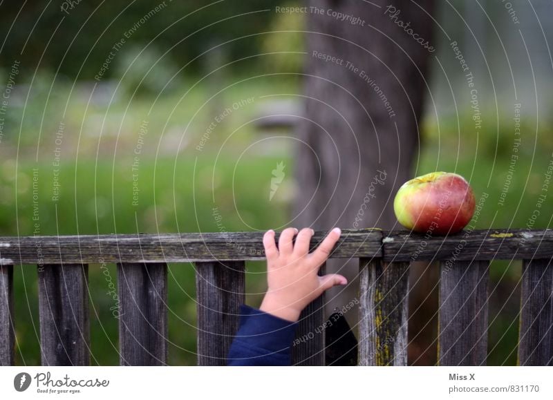 Apfeldieb Lebensmittel Ernährung Bioprodukte Gesunde Ernährung Garten Mensch Hand Finger 1 0-12 Monate Baby 1-3 Jahre Kleinkind Sommer Herbst frisch Gesundheit