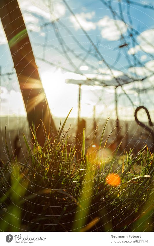 Look to the Sun Natur Landschaft Erde Sonne Sonnenaufgang Sonnenuntergang Sonnenlicht Frühling Schönes Wetter Pflanze Gras liegen Blick blau gelb grün