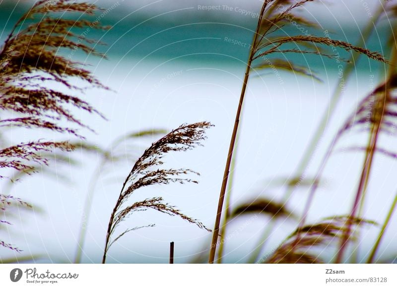 reed See gefroren Pflanze Wachstum Gewässer braun Natur kalt Eis Bayern Winter mehrere schilfrohre Wind wehen Wasser blau Landschaft