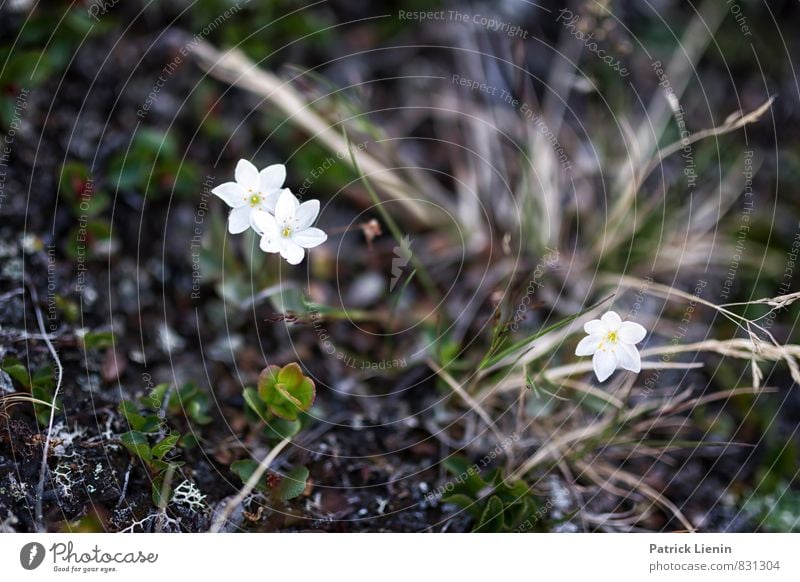 Wildlife Umwelt Natur Urelemente Erde Pflanze Blume Grünpflanze Wildpflanze Alpen Berge u. Gebirge frisch schön einzigartig niedlich Abenteuer Zufriedenheit