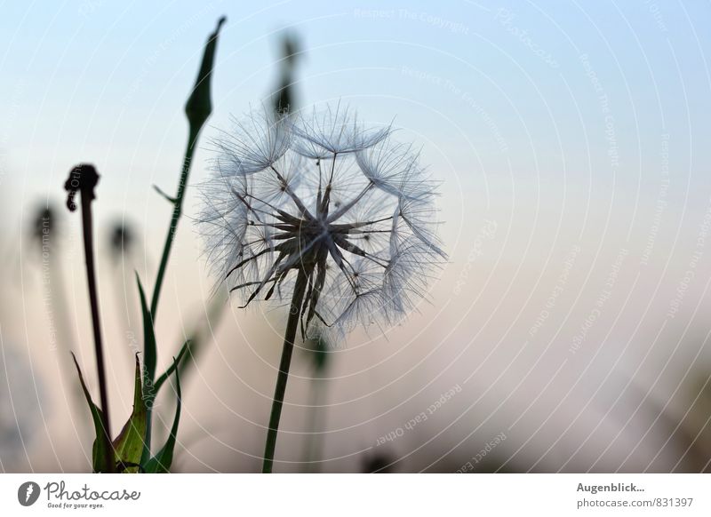 Pusteblume... Umwelt Natur Sommer Blume Wiese Erholung Unendlichkeit Vorsicht ruhig Nahaufnahme Textfreiraum rechts Textfreiraum oben Textfreiraum unten Abend