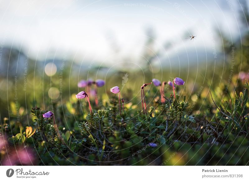 Midnight Sun Wohlgefühl Zufriedenheit Sinnesorgane Erholung Ausflug Abenteuer Ferne Freiheit Sommer Berge u. Gebirge wandern Umwelt Natur Landschaft Pflanze