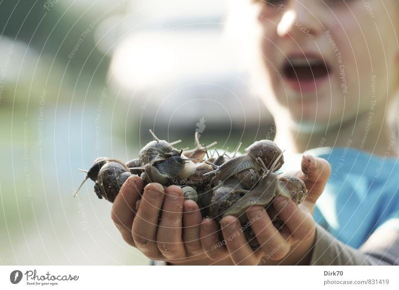 Fette Beute! Kind mit beiden Händen voller Schnecken. Fingerfood Abenteuer Häusliches Leben Garten Kindererziehung Junge Kindheit Hand 1 Mensch 3-8 Jahre Natur