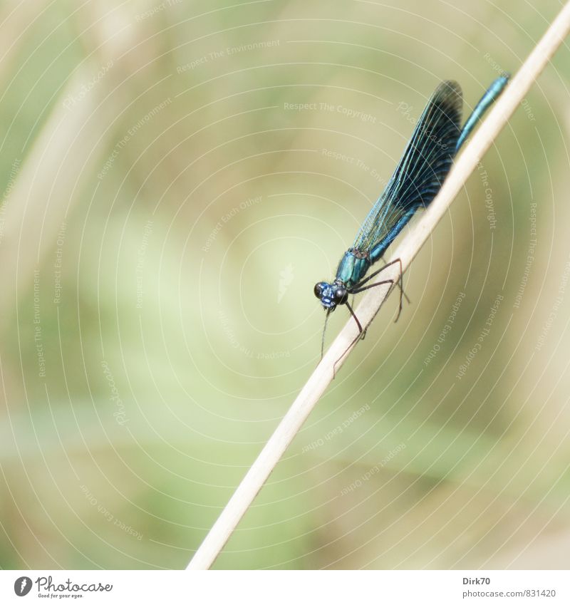 Prächtig Tier Sommer Pflanze Gras Schilfrohr Halm Flussufer Bach Wümme Wildtier Flügel Insekt Libelle Libellenflügel Prachtlibellen 1 hängen schaukeln sitzen