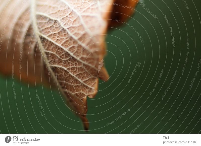 Blatt Natur Pflanze Frühling Sommer Herbst alt Blühend fallen verblüht dehydrieren ästhetisch authentisch einfach elegant braun grün Gelassenheit geduldig ruhig