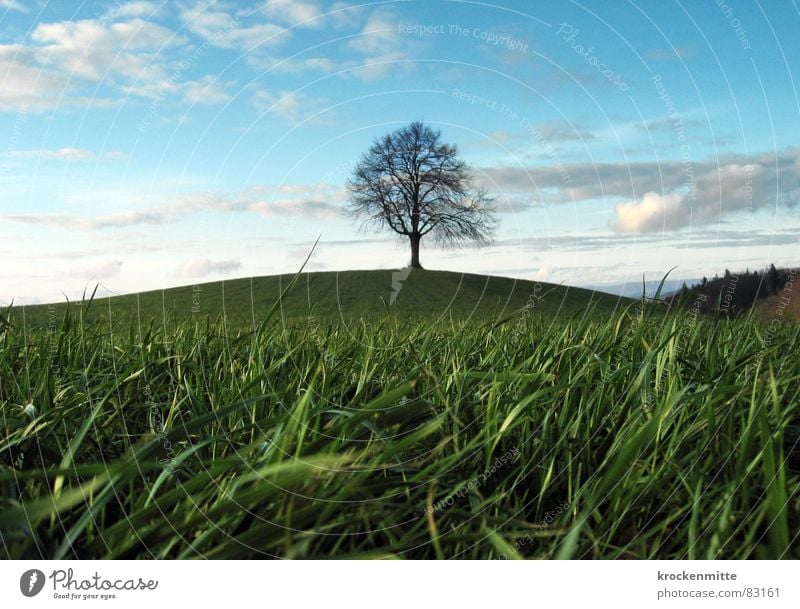 Traumbaum Baum Wolken Hügel Wiese Gras Schweiz Jahreszeiten Ferne Laubbaum Baumstamm Umwelt grün Mitte Grünfläche Winter milder winter Wind Natur Spaziergang