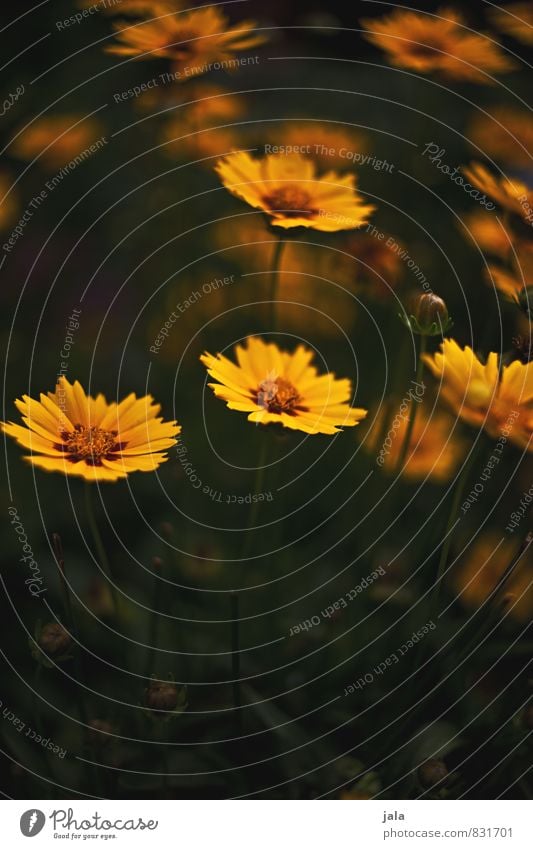 gelb Umwelt Natur Pflanze Blume Garten Aggression natürlich schön Farbfoto Außenaufnahme Menschenleer Textfreiraum unten Abend Dämmerung Low Key