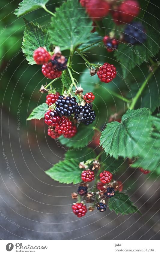 brombeeren Umwelt Natur Pflanze Sträucher Blatt Nutzpflanze Frucht Brombeeren Brombeerbusch Garten ästhetisch frisch Gesundheit lecker natürlich Farbfoto