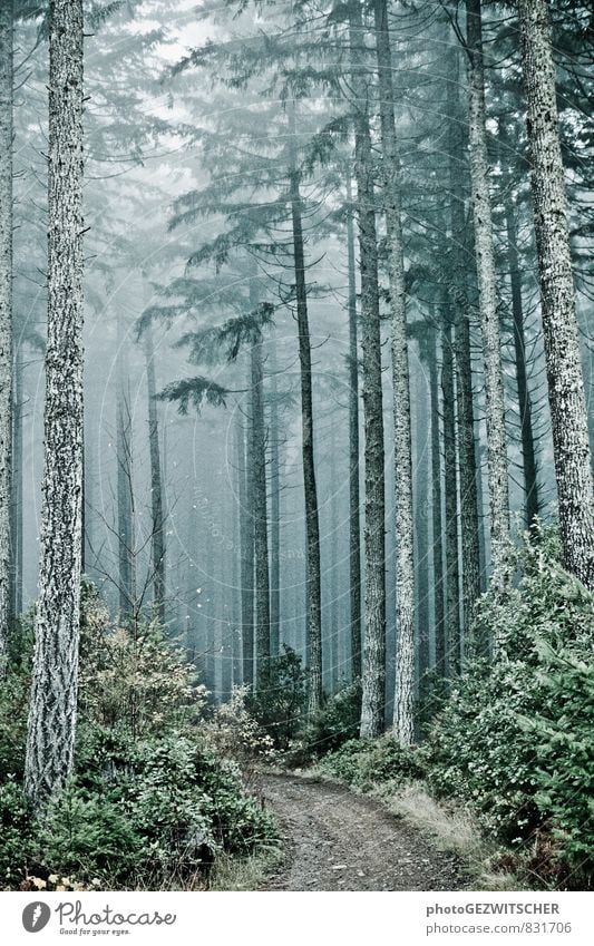 Waldweg Natur Landschaft Herbst Baum Sträucher Moos alt bedrohlich gruselig kalt natürlich blau grau grün silber türkis weiß Stimmung träumen Umwelt Fußweg