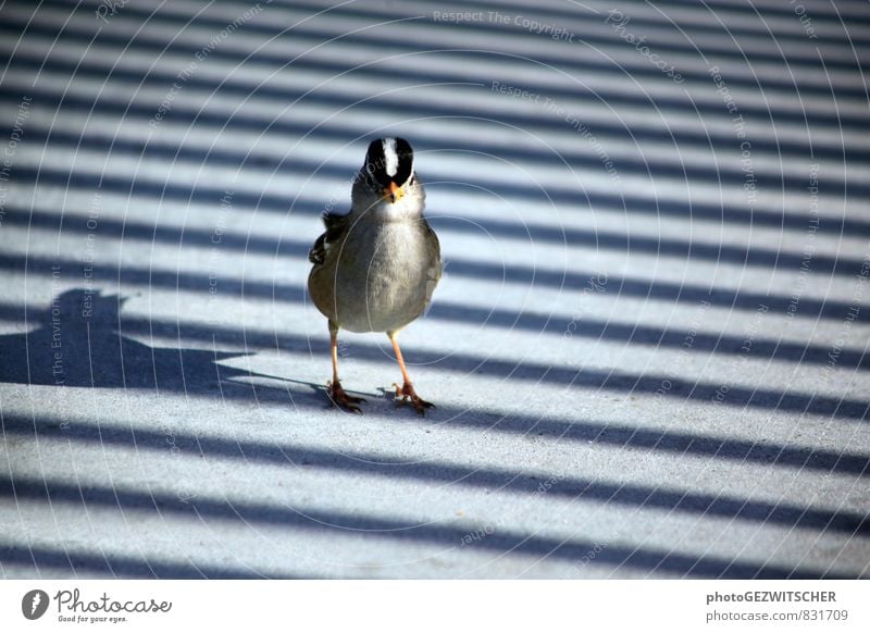 Kleiner Vogel Stadt Menschenleer Tier Wildtier Tiergesicht Flügel 1 Beton Ornament ästhetisch hell Neugier viele blau grau orange Fröhlichkeit Perspektive