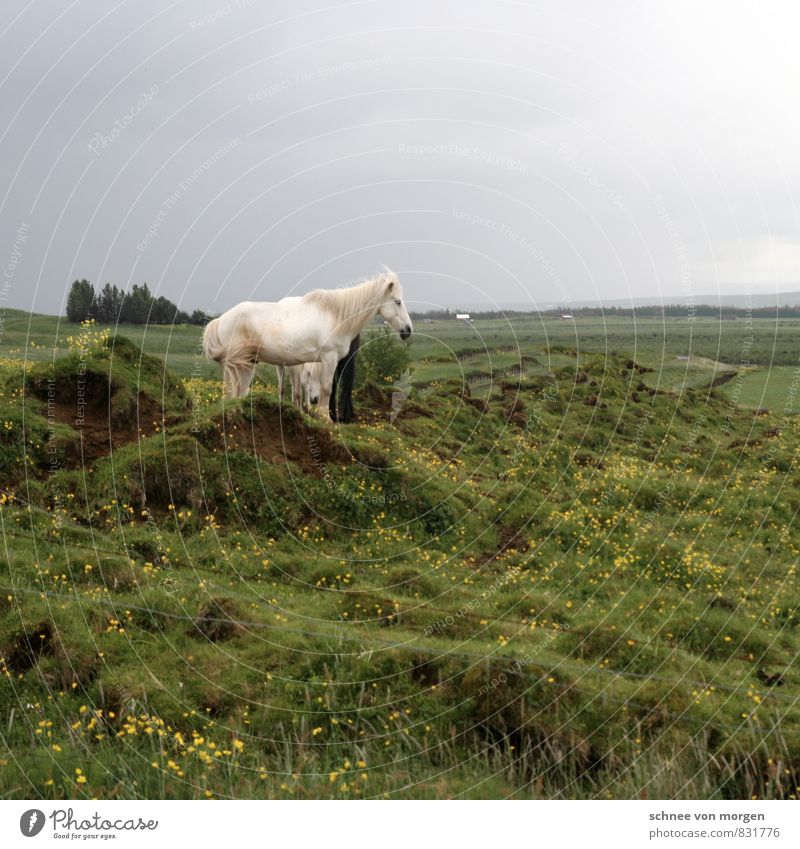 Ponytyp Umwelt Natur Landschaft Himmel Sonne Herbst Klima Wetter schlechtes Wetter Baum Feld Nordsee Insel "Wiese Kuhweide" Tier Nutztier Fell "Pferd Schimmel"