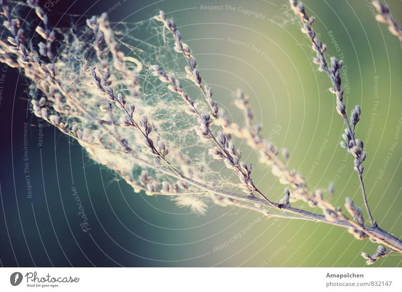 ::14-25:: Umwelt Natur Landschaft Pflanze Tier Frühling Sommer Sträucher Wildpflanze Garten Park Wiese Feld Spinne Fährte Umweltverschmutzung Umweltschutz