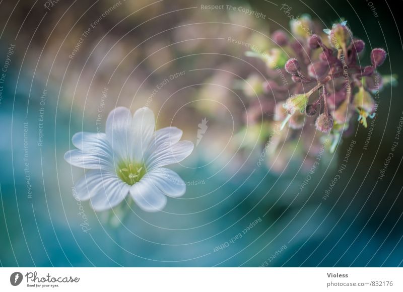 Frühling Natur Pflanze Blume Blüte Blühend träumen verblüht Duft schön Kitsch natürlich blau Frühlingsgefühle elegant Doppelbelichtung Makroaufnahme Experiment