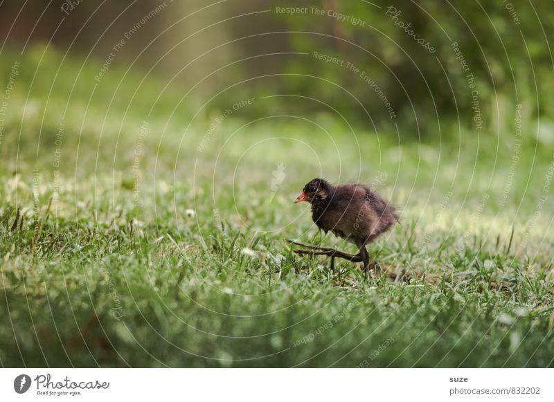 Nach mir die Sintflut Natur Tier Gras Wiese Wildtier Vogel 1 Tierjunges rennen Bewegung authentisch klein lustig natürlich niedlich Geschwindigkeit wild braun