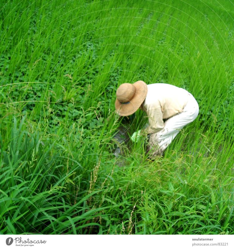 Give me Rice Reisfeld Pflanzer Gras grün Japan Asien Außenaufnahme Ferien & Urlaub & Reisen Wiese Ernährung Grünfläche anstrengen Landwirt Überarbeitung